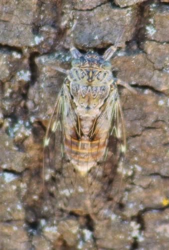 Cicada orni